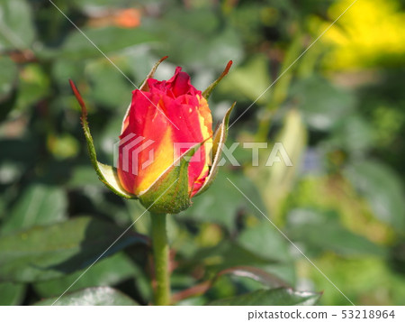 玫瑰花蕾 53218964