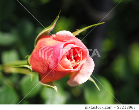 玫瑰花蕾 53218965
