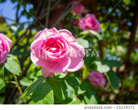 [Shizuoka Prefecture Izunokuni City] Rose flowers blooming in the flowerbed [Spring] 53219171