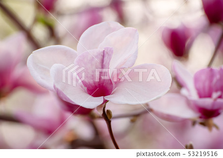Magnolia spring flowers 53219516