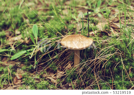 Edible wild mushroom Edible wild mushroom 53219519