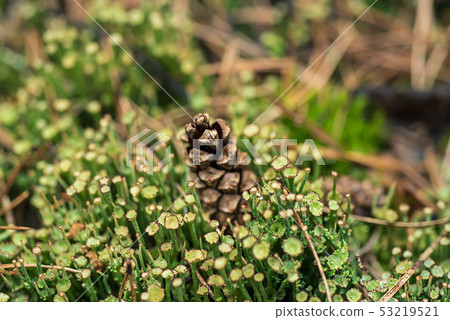 Pine cone in the moss Pine cone in the moss 53219521