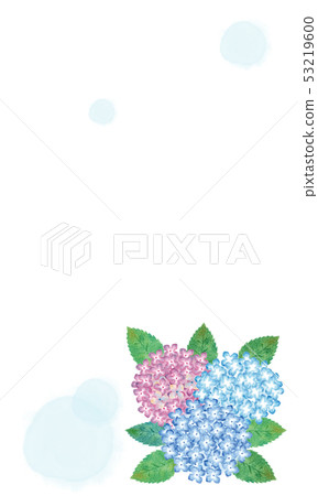 八仙花屬白色背景 53219600