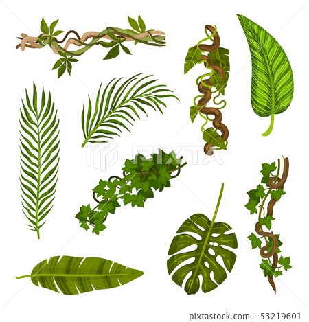 Set of leaves and stems close-up. Vector illustration on white background. 53219601