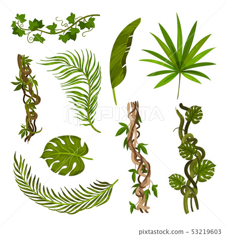 Set of images of leaves and stems. Vector illustration on white background. Set of images of leaves and stems. Vector illustration on white background. 53219603