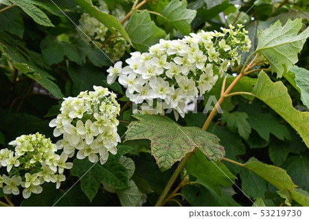 Kashiba繡球花(Kaikea繡球花) Kashiba繡球花(Kaikea繡球花) 53219730