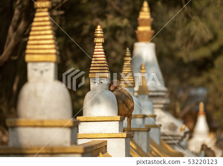 Monkey sitting on the stupa Monkey sitting on the stupa 53220123