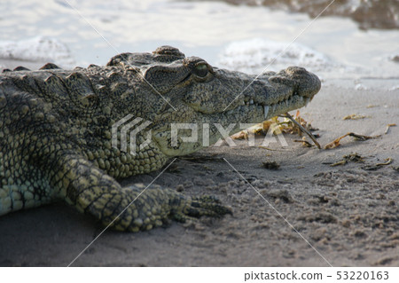 Nile crocodile profile at Botswana Chobe National Park 53220163