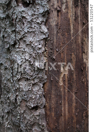 The old bark and wood 53220547