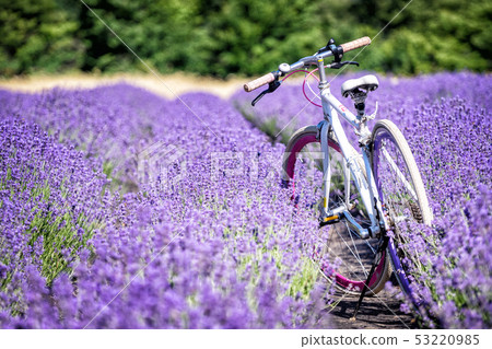White bicycle above the lavender field 53220985