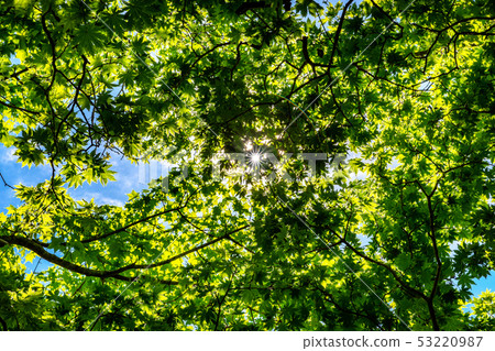 Leaves with sunshine 53220987