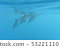 Dolphin Hawaii 53221110