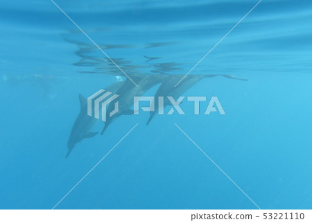 Dolphin Hawaii Dolphin Hawaii 53221110