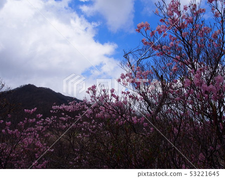 紅棕櫚（青山/赤山山腳/群馬縣） 53221645