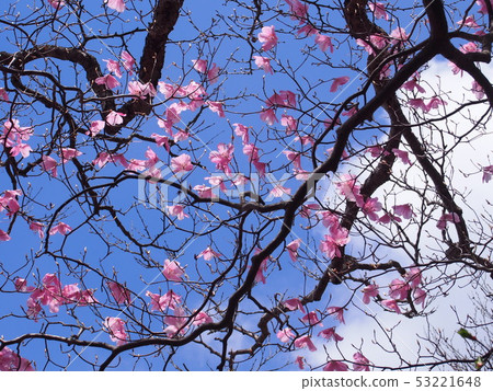 紅棕櫚（青山/赤山山腳/群馬縣） 53221648