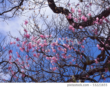 紅棕櫚（青山/赤山山腳/群馬縣） 53221655