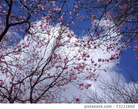 紅棕櫚（青山/赤山山腳/群馬縣） 53221668