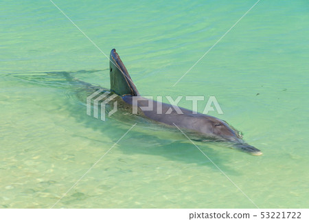 Playful dolphin - Monkey Mia 53221722