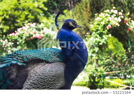 Blue male peacock in a natural Park 53223164