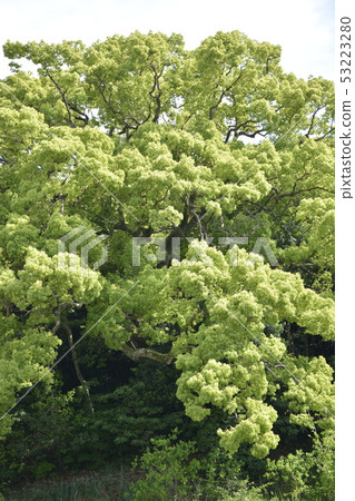 [Osaka Prefecture Sakai City] World Heritage Site-Basho Bird Tombs (Otakiyama Kofun) 53223280