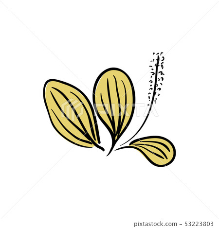 Blooming Ribwort Plantain Plantago lanceolata, Blooming Ribwort Plantain Plantago lanceolata, 53223803