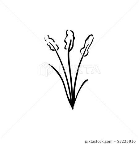 Prairie smoke mayflower, Pulsatilla patens early Prairie smoke mayflower, Pulsatilla patens early 53223910