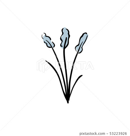 Prairie smoke mayflower, Pulsatilla patens early Prairie smoke mayflower, Pulsatilla patens early 53223926