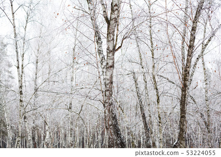 Birch trees covered with hoarfrost 53224055