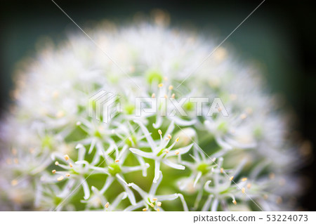 Blooming white ornamental onion (Allium) Blooming white ornamental onion (Allium) 53224073