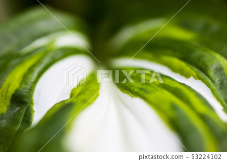 Green-white leaf of hosta 53224102