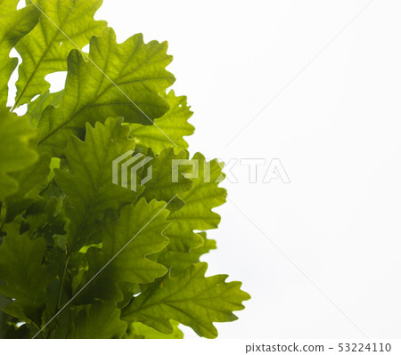 Green leaves of the oak tree against the white sky Green leaves of the oak tree against the white sky 53224110