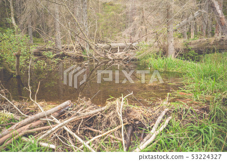 Landscape at the big Arbersee in Bavaria 53224327