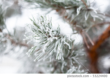 Coniferous branches covered with hoarfrost 53224400
