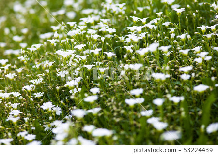 White flowers of Stellaria holostea White flowers of Stellaria holostea 53224439