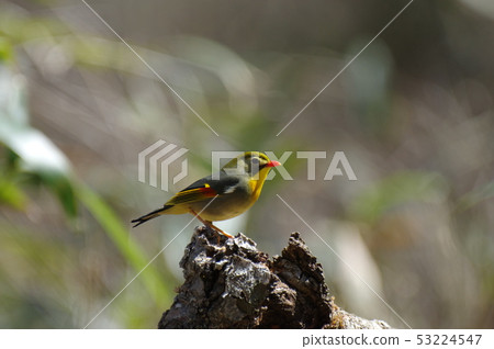 紅嘴相思鳥 53224547