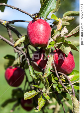 Red apples on the apple tree 53224861
