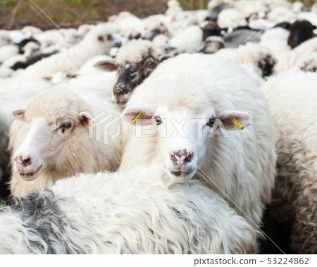 Flock of sheep Flock of sheep 53224862