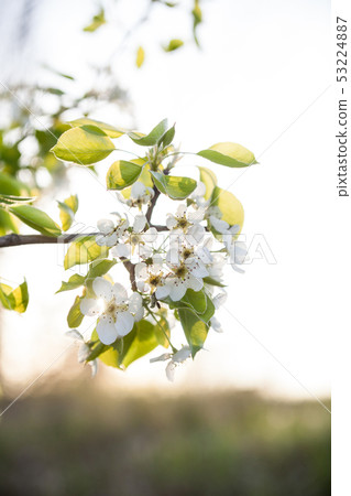 Apple tree flowers 53224887