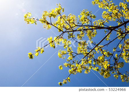 Blooming branches of the maple tree 53224966
