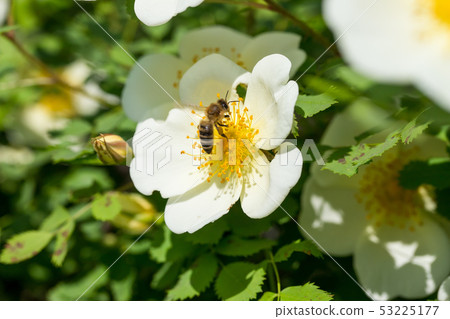 Bee collects nectar from the dog rose flower Bee collects nectar from the dog rose flower 53225177