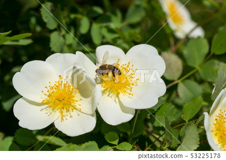 Bee collects nectar from the dog rose flower 53225178