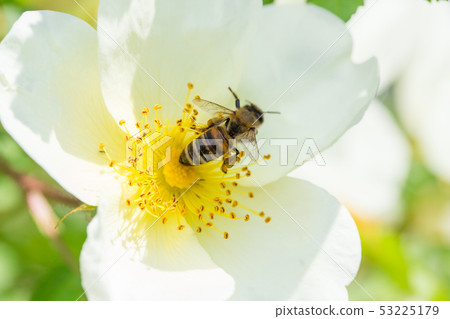 Bee collects nectar from the dog rose flower Bee collects nectar from the dog rose flower 53225179
