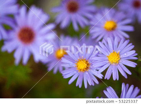 Blue aster flowers. Blue aster flowers. 53225337