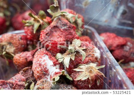 Rotten strawberries on the landfill Rotten strawberries on the landfill 53225421