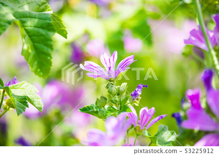 Umbrian Oyo 53225912