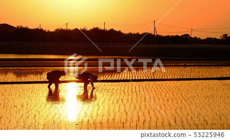 Rice planting in the evening 53225946