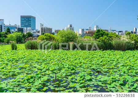 東京上野公園Shinobazu池塘 東京上野公園Shinobazu池塘 53226638
