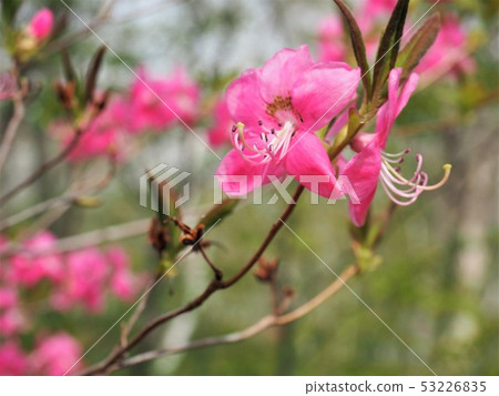 Enjoy early summer of Shinshu 4 Enjoy early summer of Shinshu 4 53226835