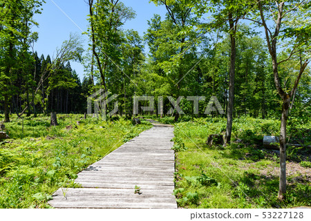 Forest park Forest park 53227128
