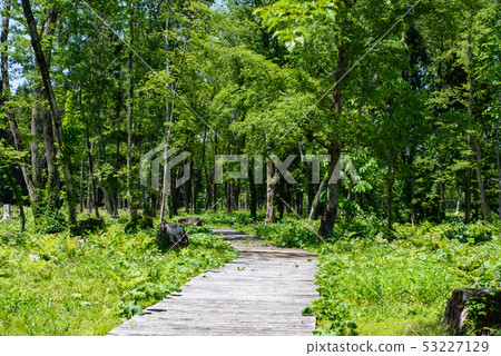 Forest park Forest park 53227129